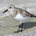 Sanderling